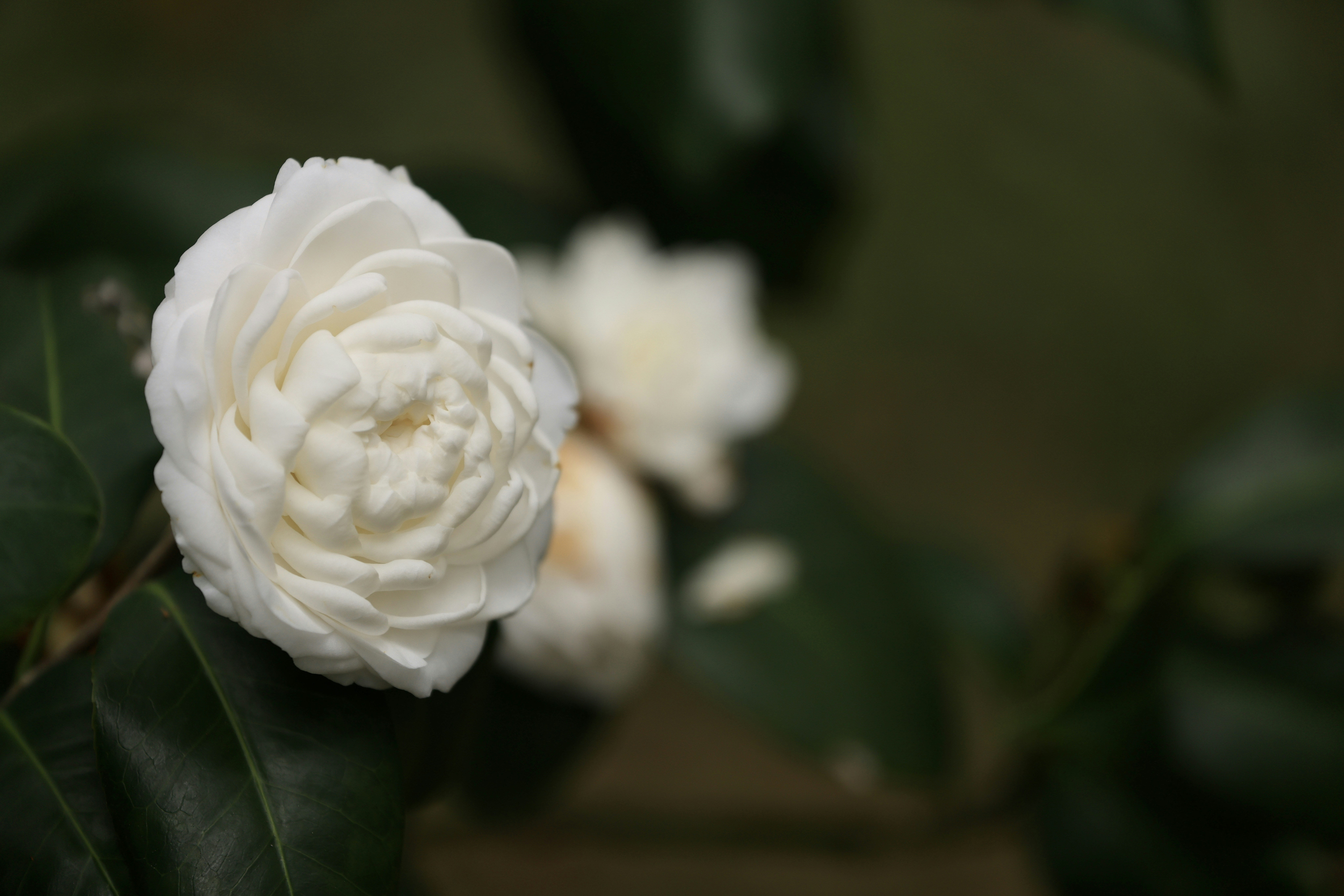 Photo by dickenslin76