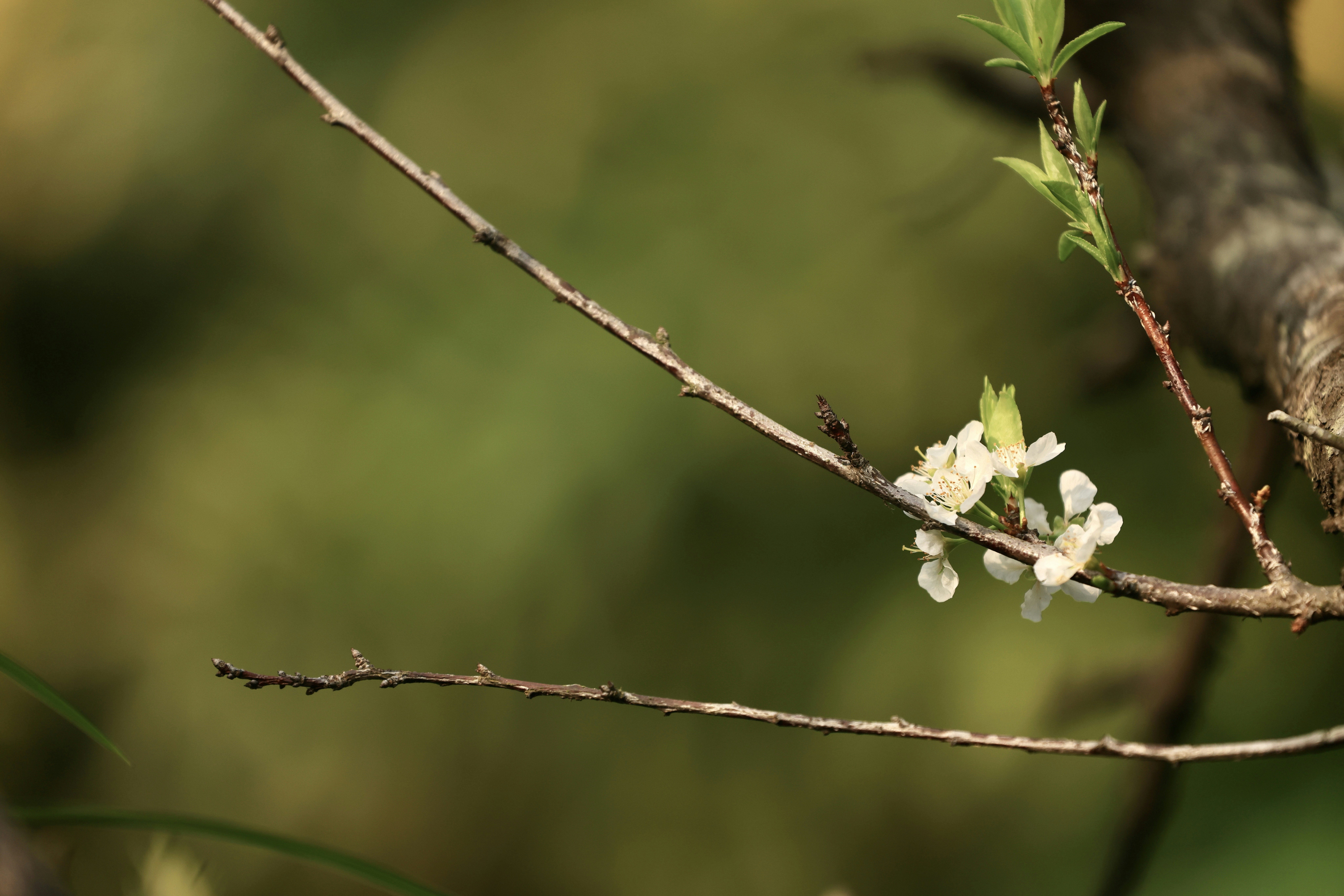 Photo by dickenslin76