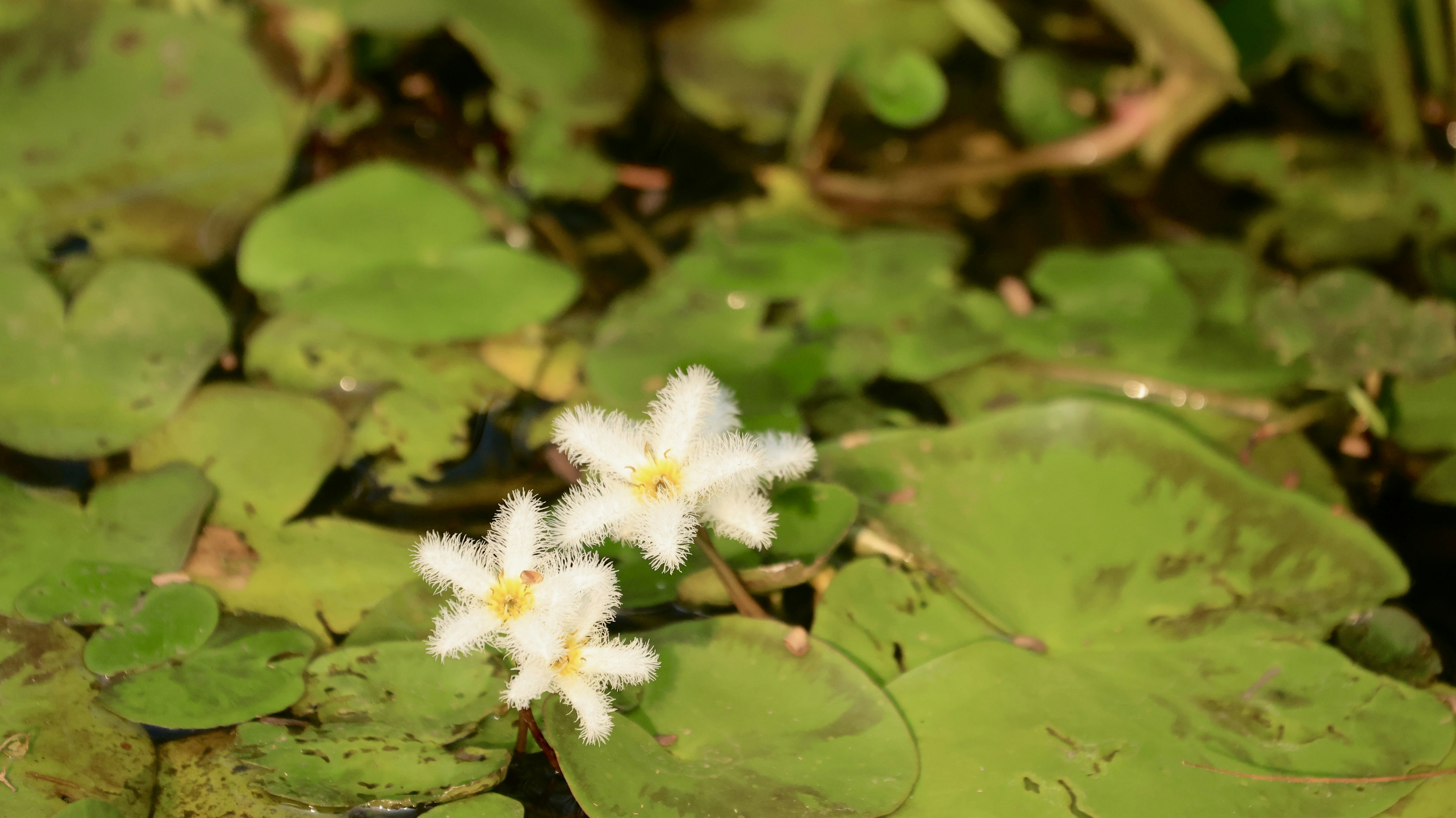 Photo by dickenslin76