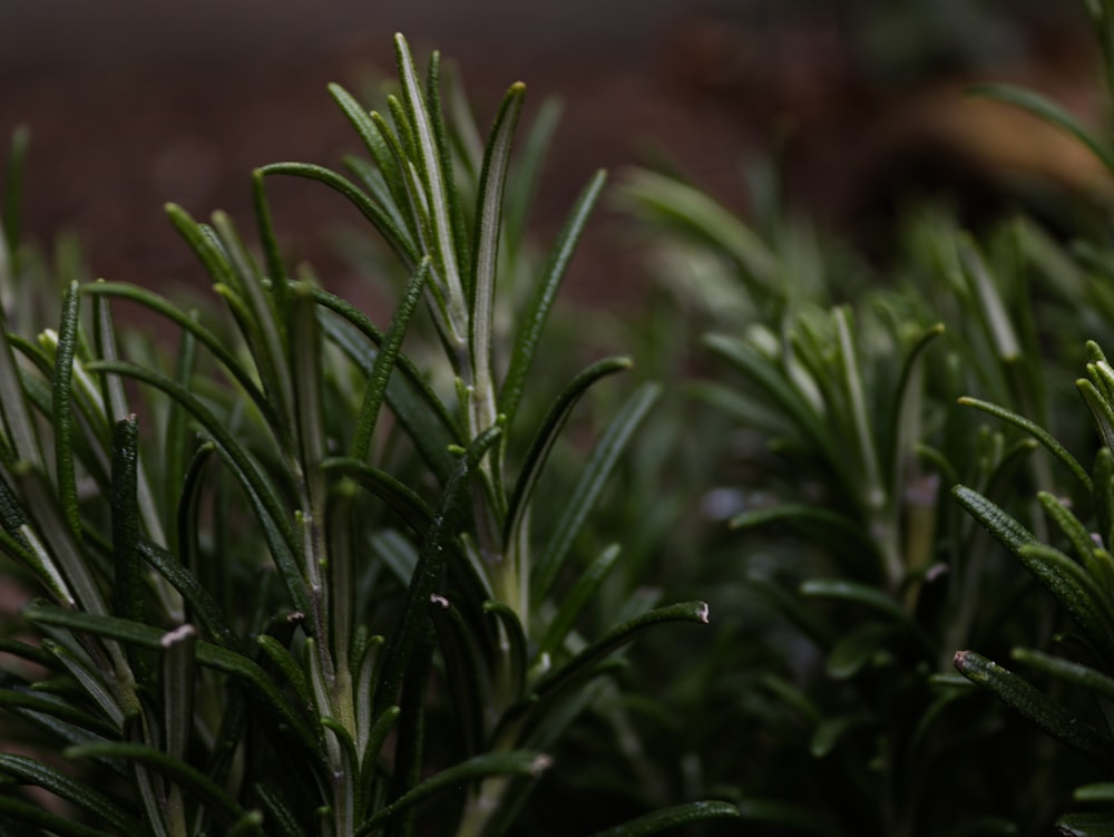 a close up of a plant with green leaves