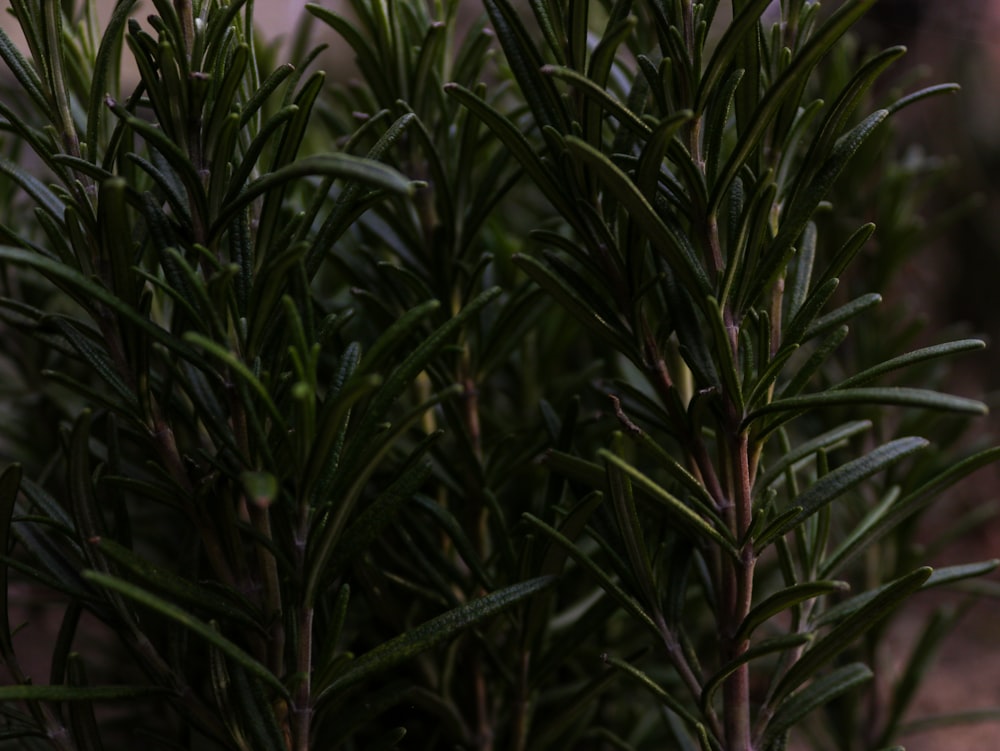 a close up of a plant with green leaves