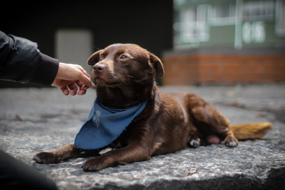 a brown dog laying on top of a sidewalk