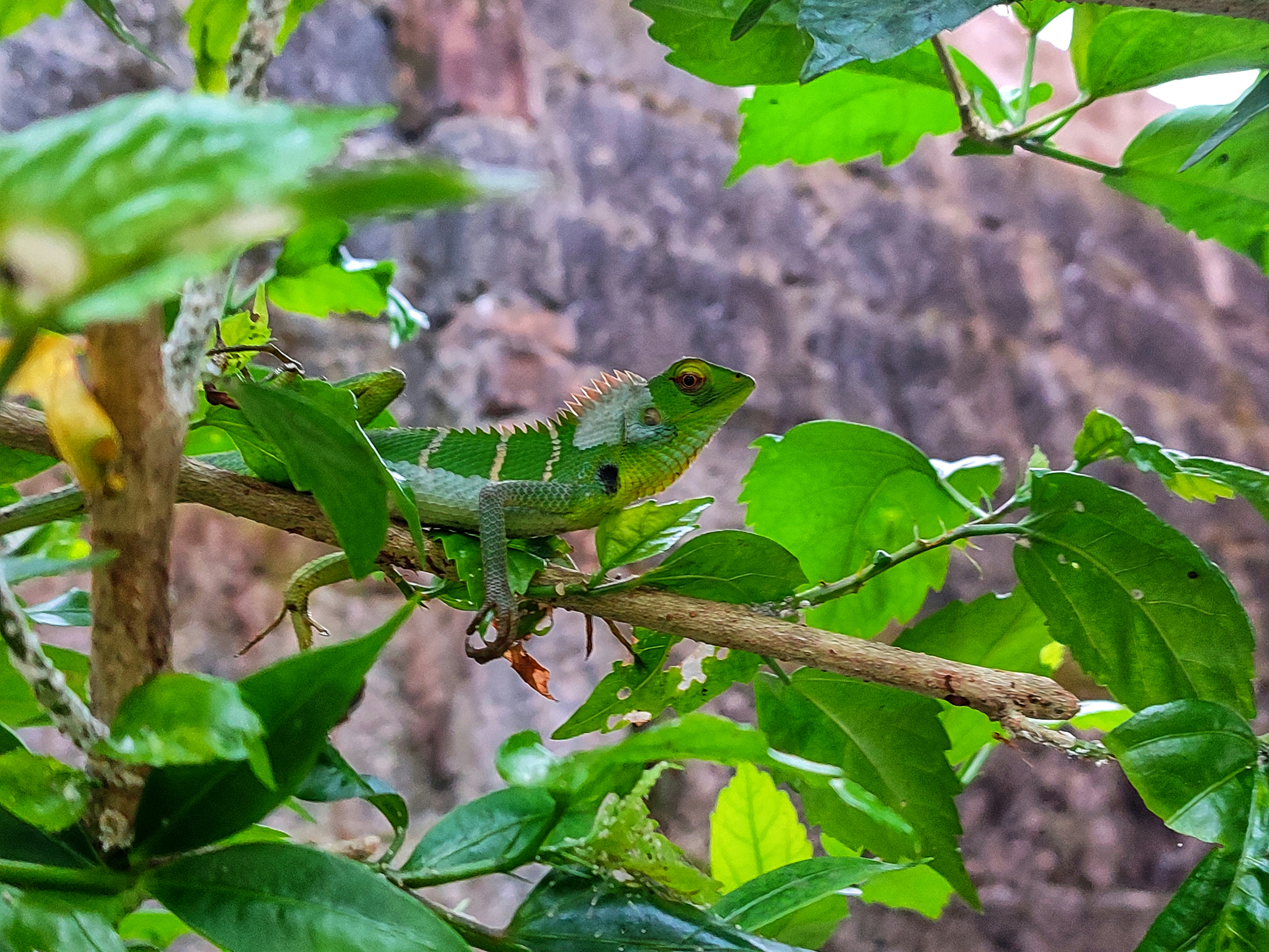 Reptile Habitat Setup