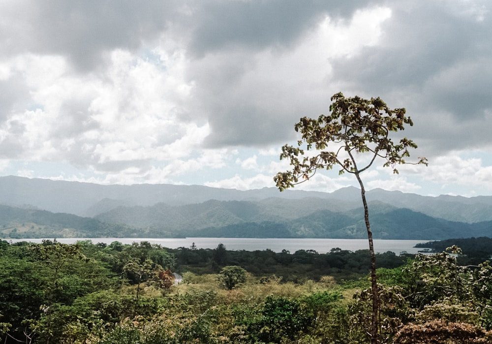 a large body of water surrounded by lush green trees