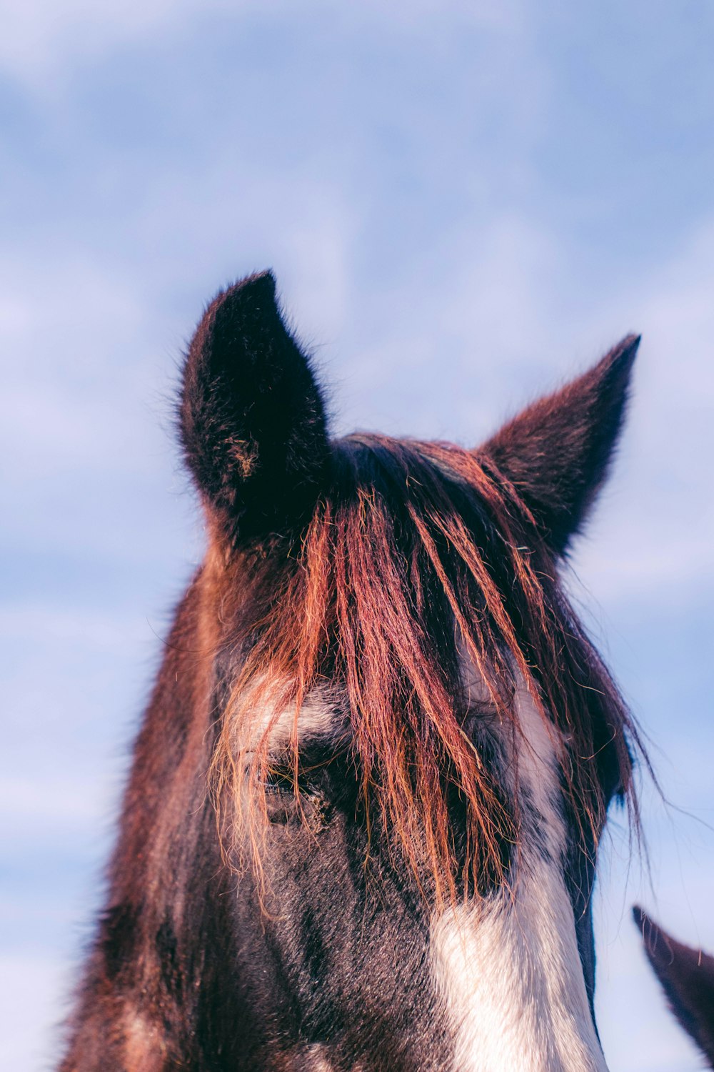 a close up of a brown and white horse