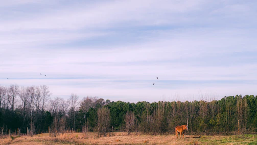 A serene paddock scene with a horse calmly standing near a training cone.