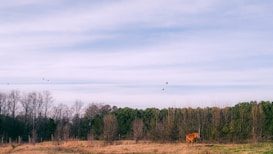 A serene landscape featuring a brown horse standing in a grassy field with scattered trees in the background. Several birds are flying above against a backdrop of a mostly cloudy sky. The scene conveys a sense of calm and tranquility.