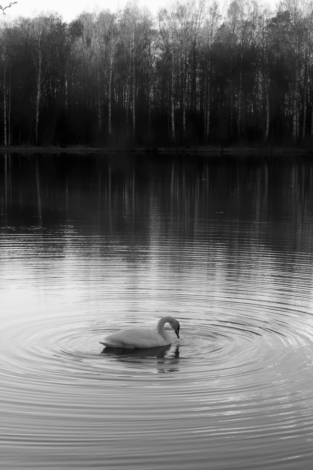 a black and white photo of a swan swimming in a lake