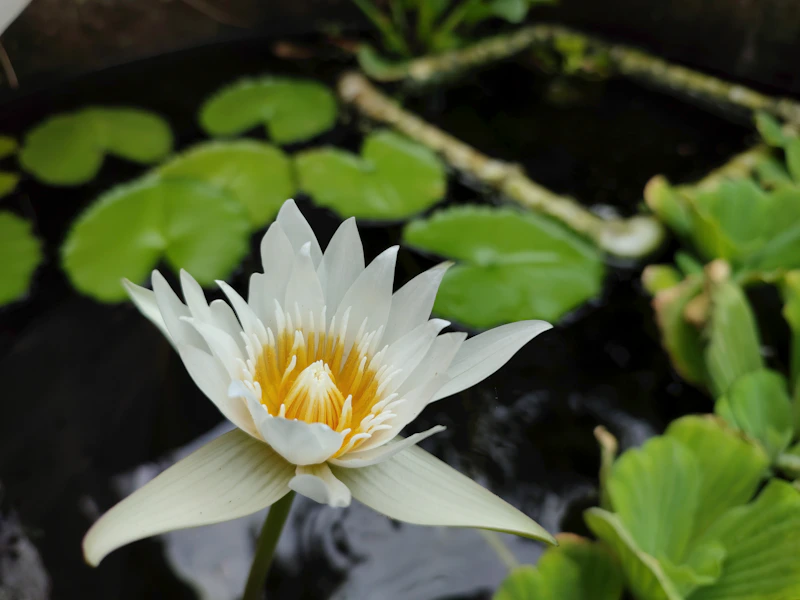 Peaceful water lily in pond