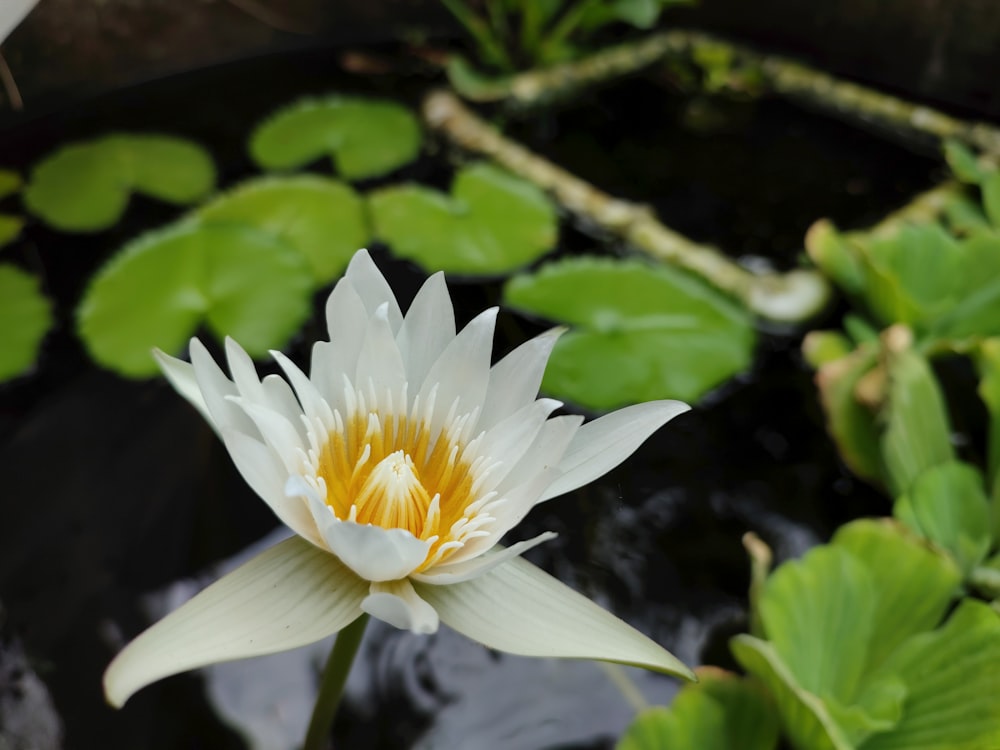 a white and yellow water lily in a pond