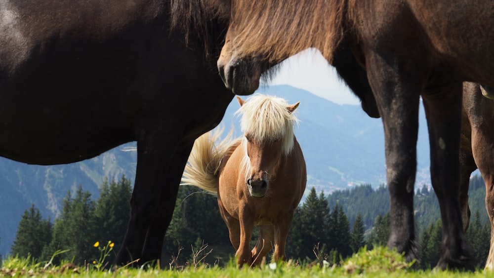 a couple of horses standing on top of a lush green field