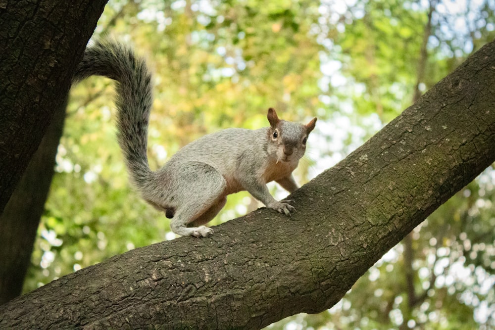 a squirrel is standing on a tree branch