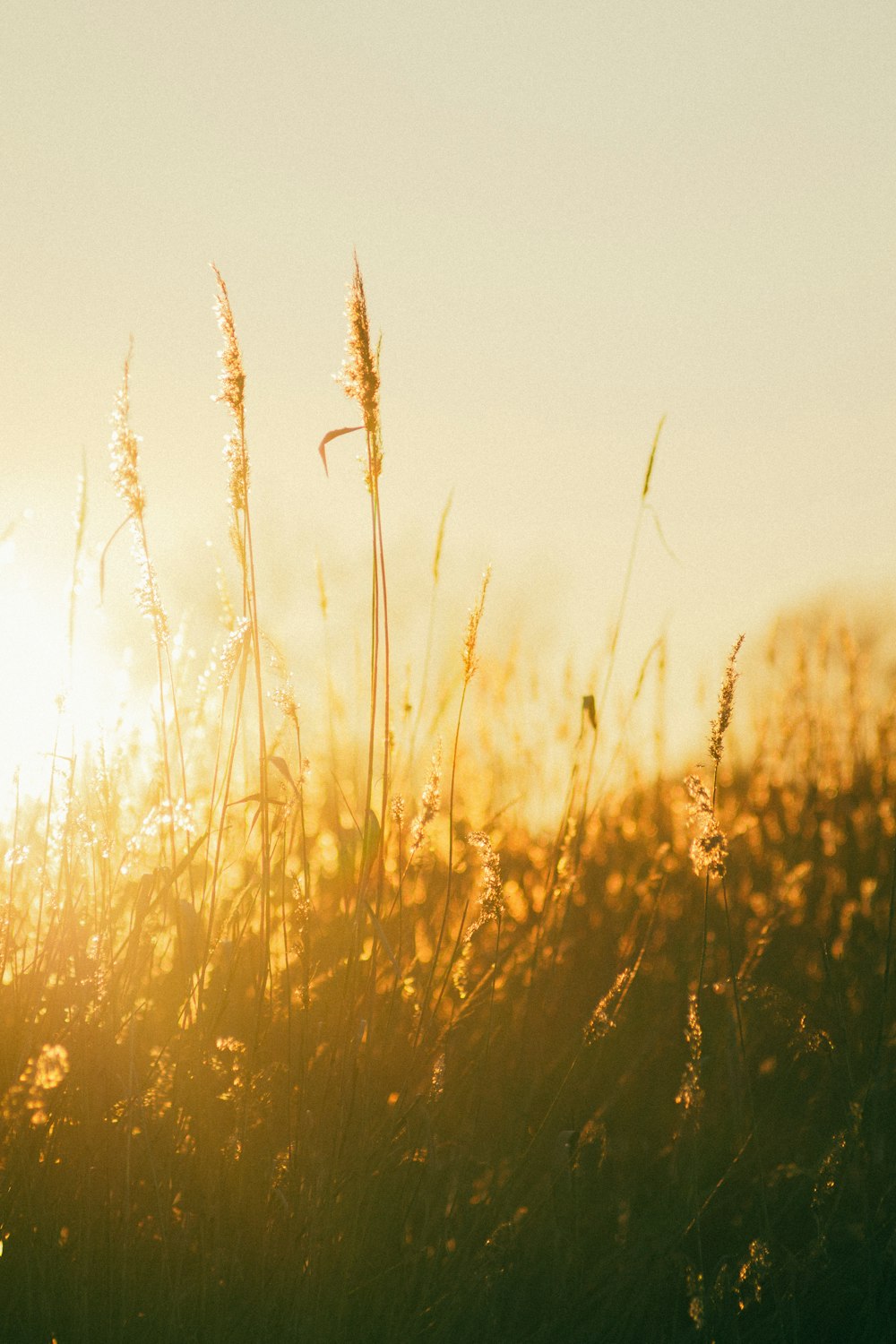 a field of grass with the sun in the background