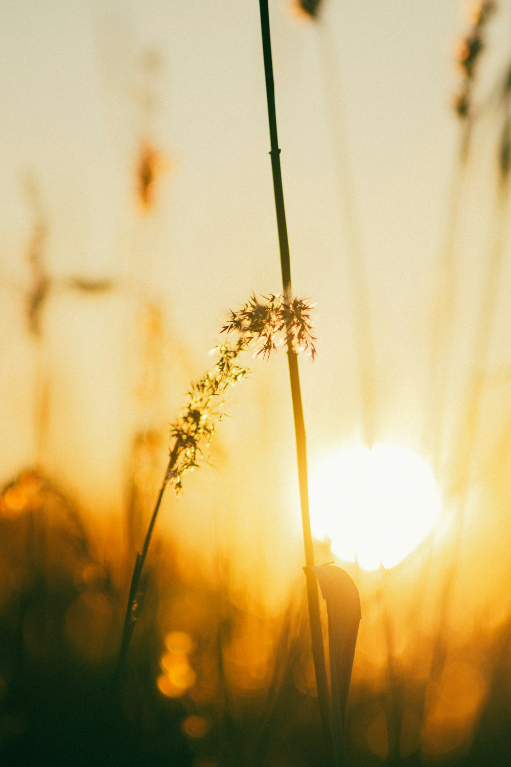 the sun is setting over a field of tall grass