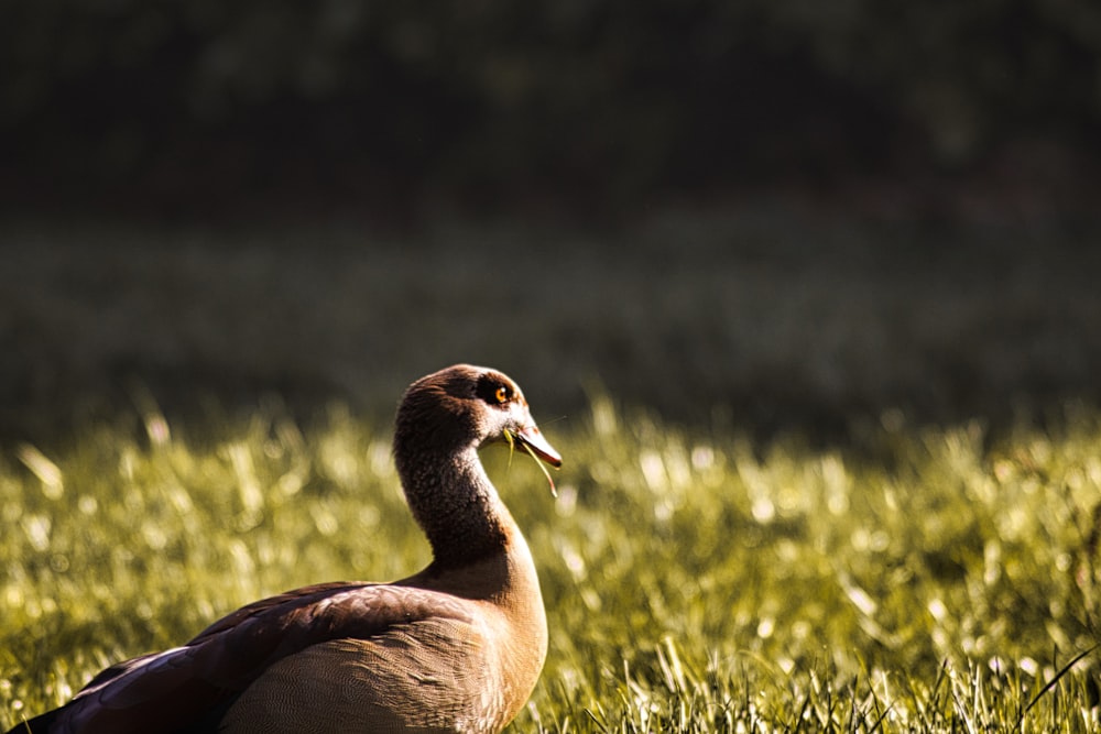 a duck is sitting in the tall grass