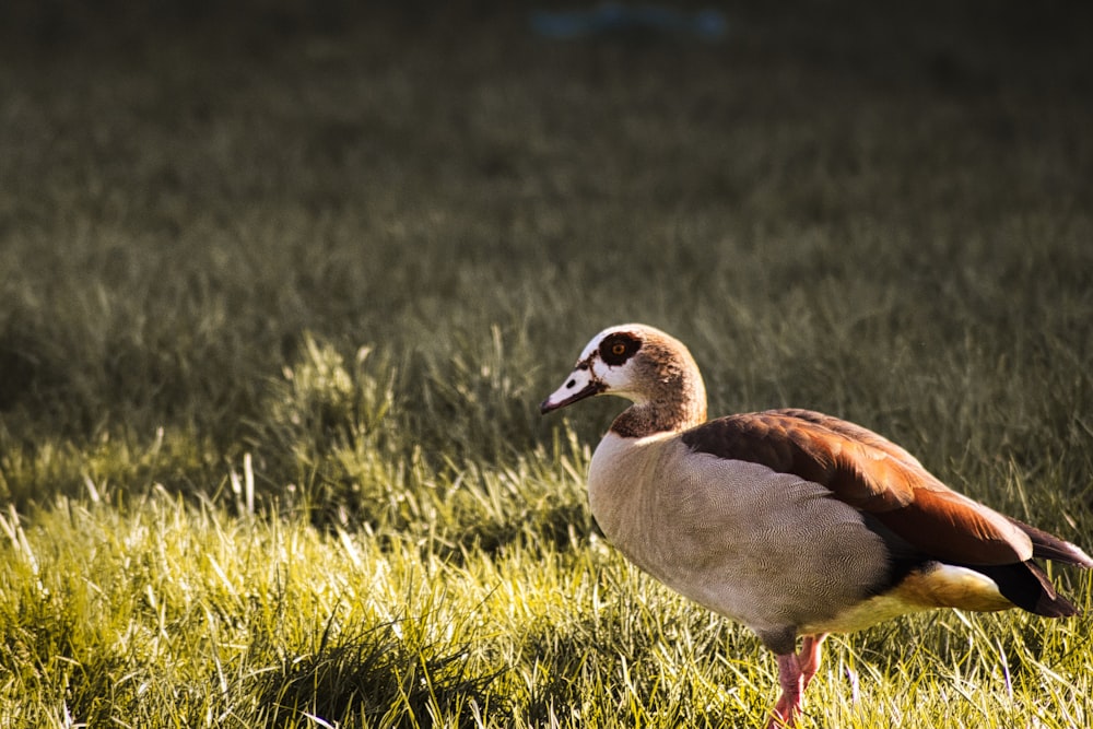 a brown and white bird standing in the grass