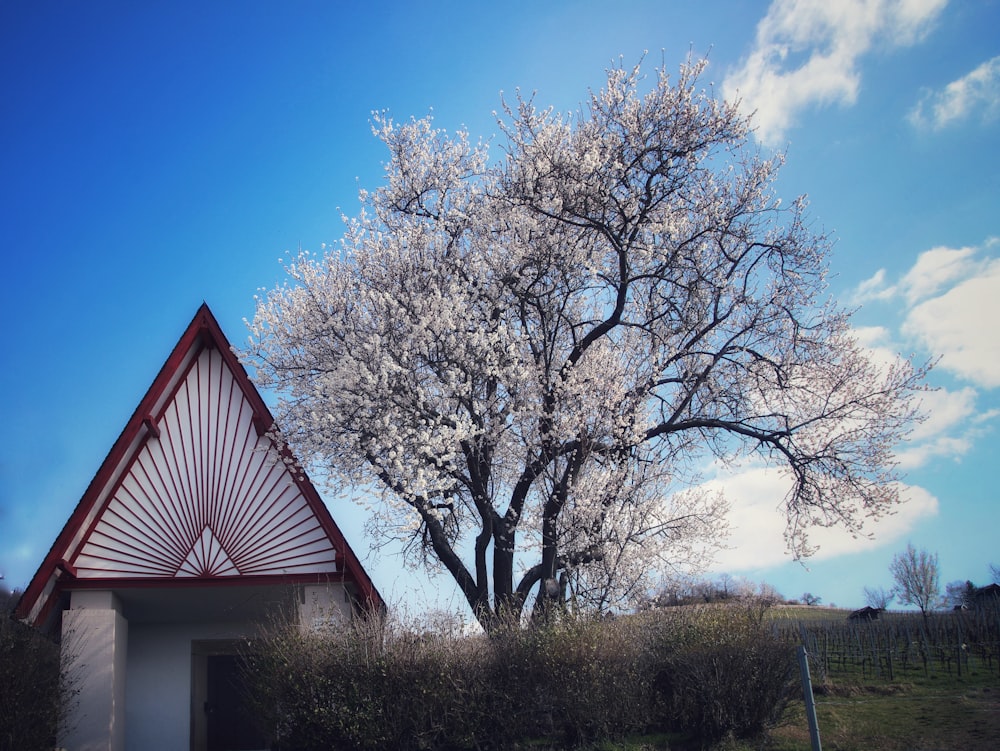 a tree with white flowers in front of a building