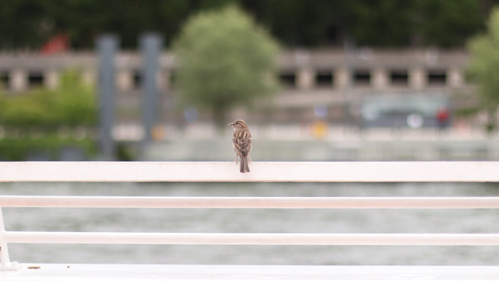 a small bird sitting on a white bench