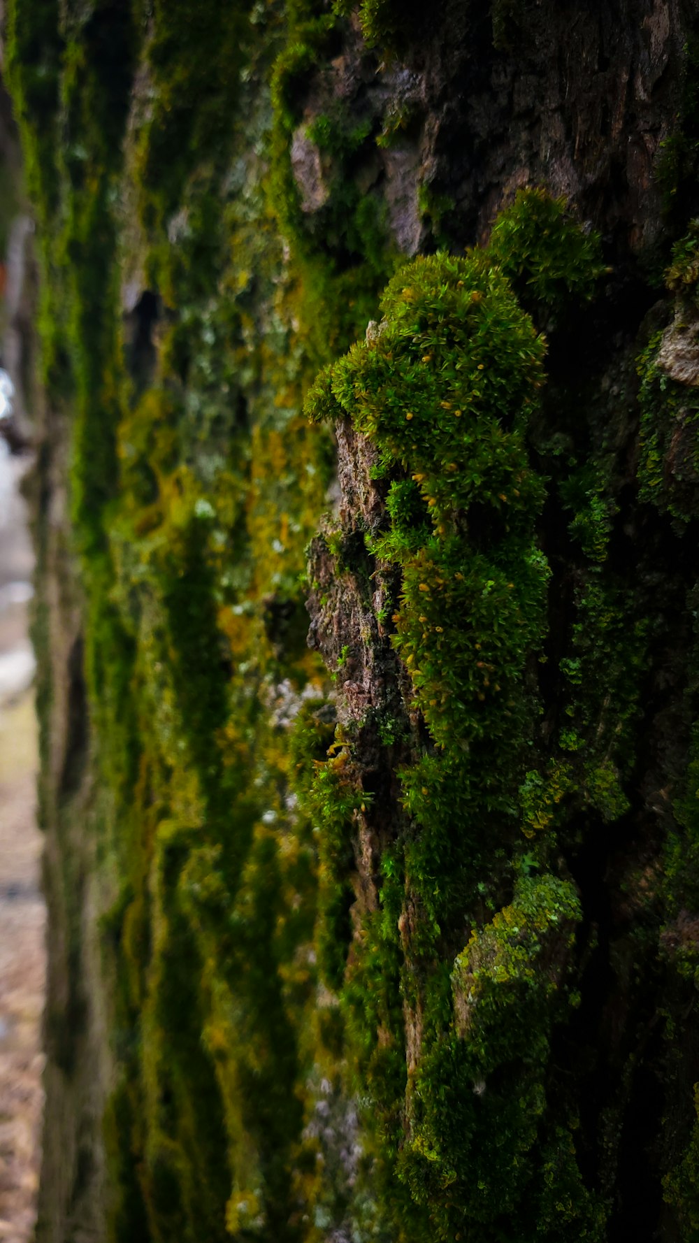 a bird is perched on a mossy tree