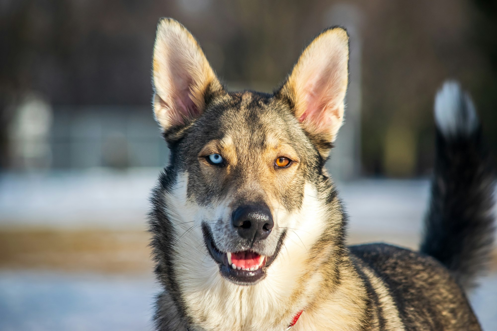 a close up of a Heterochromia in dog in the snow