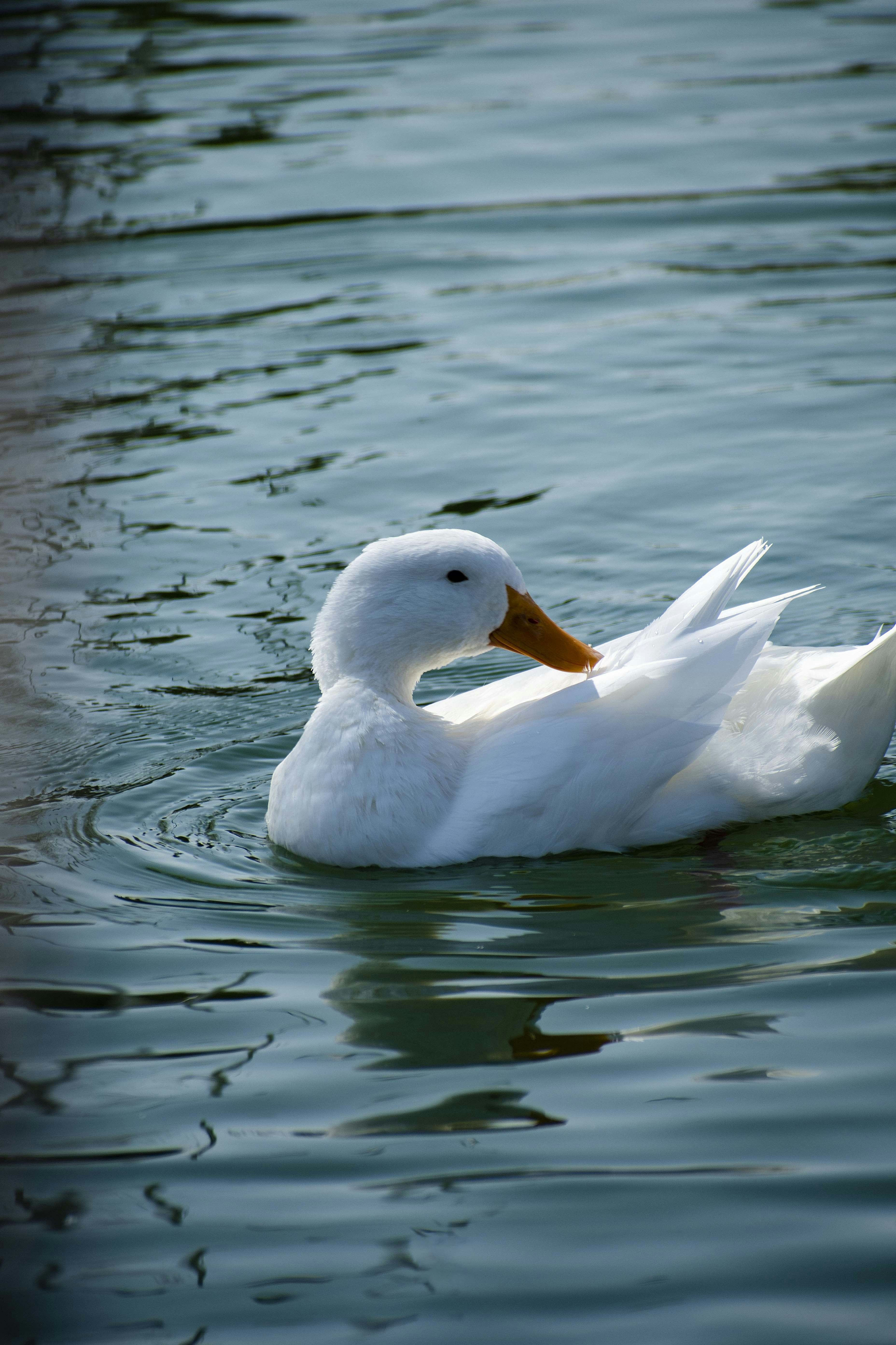 Photo by s_ahmadreza_p