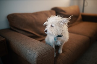 a small white dog sitting on top of a brown couch