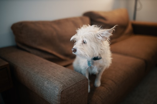 a small white dog sitting on top of a brown couch