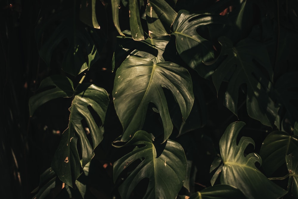 a close up of a plant with lots of leaves