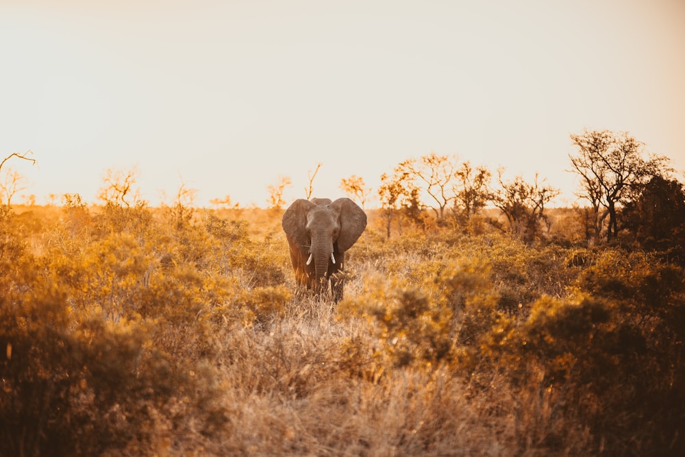 an elephant standing in a field of tall grass