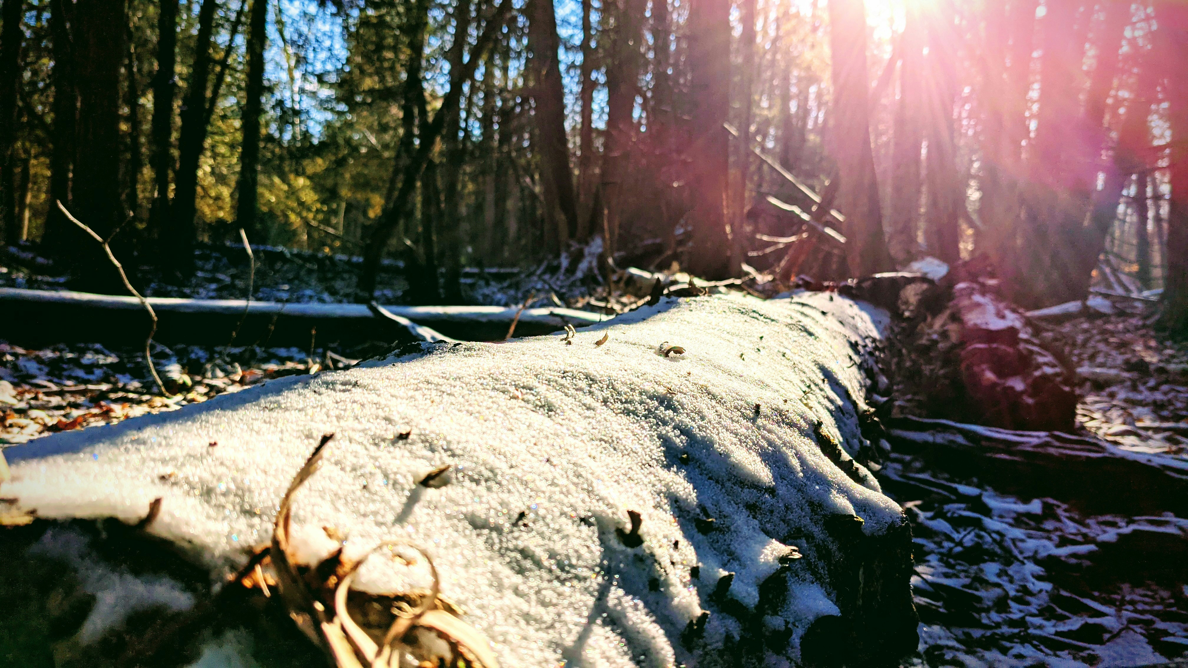 a snow covered log in the middle of a forest