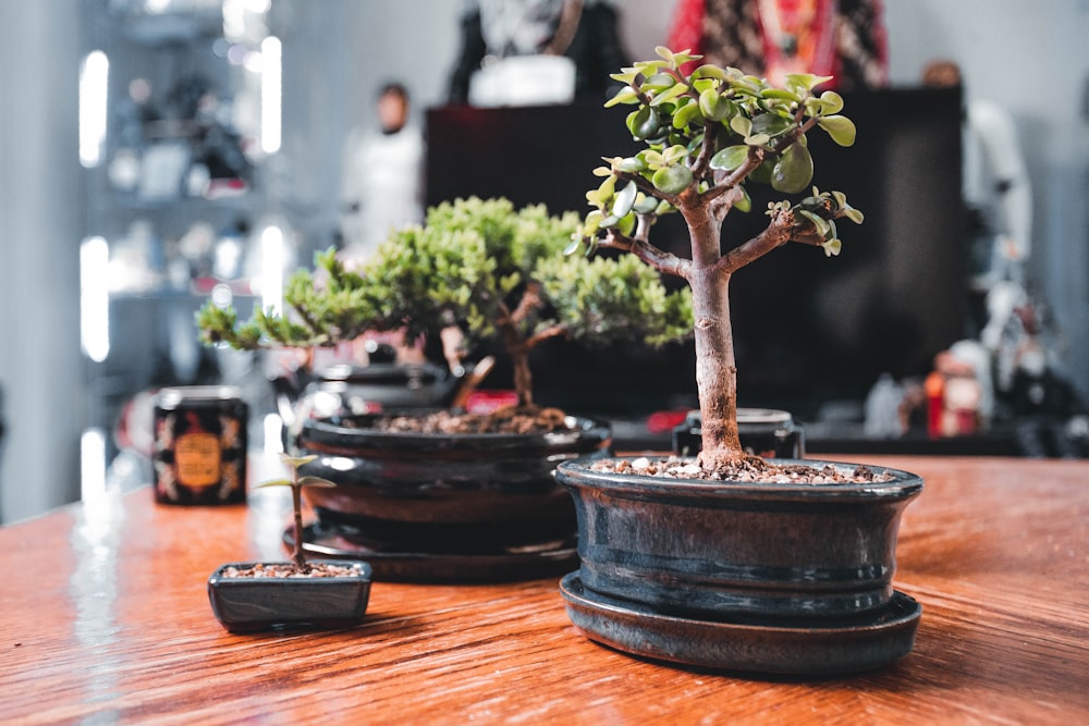 a wooden table topped with potted plants on top of it