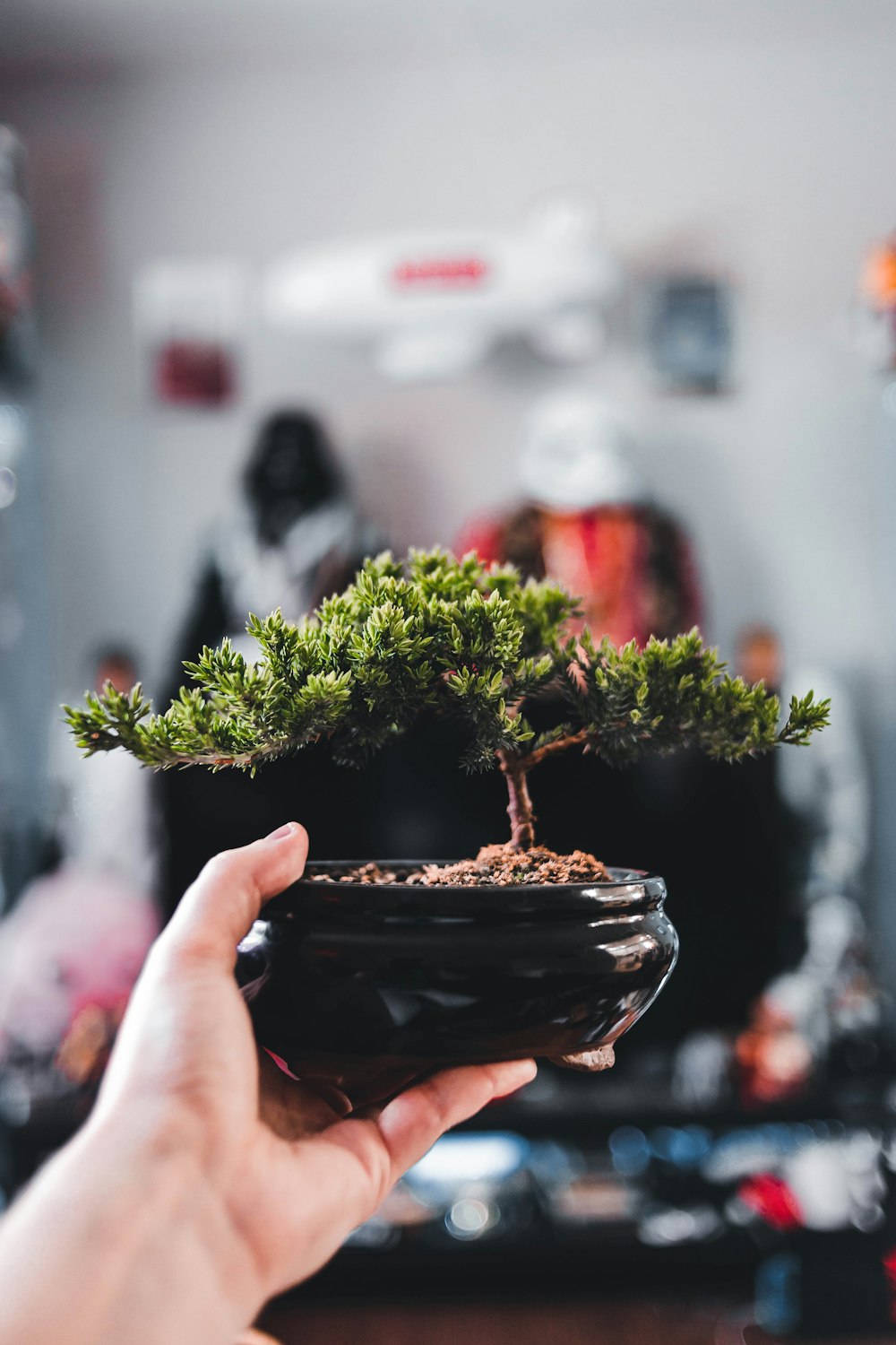 a person holding a small bonsai tree in their hand