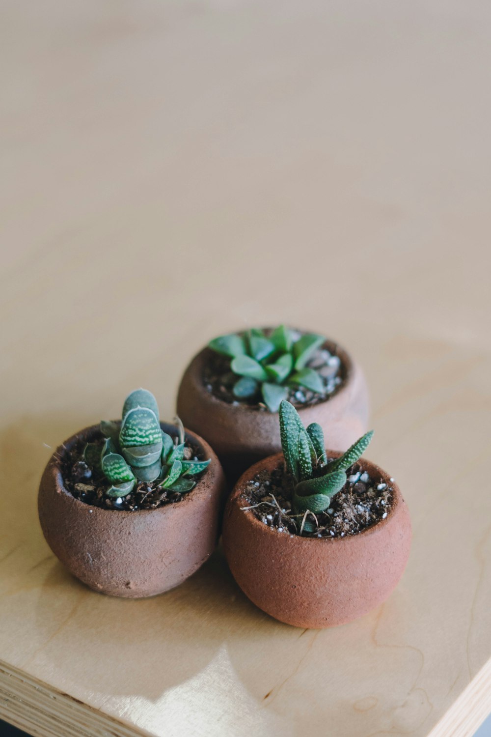 three small potted plants sitting on top of a wooden table