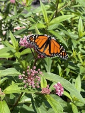 Monarch butterfly feeding on Milkweed