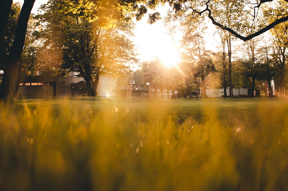 the sun is shining through the trees in the park