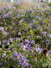 a bunch of Aster flowers in a field