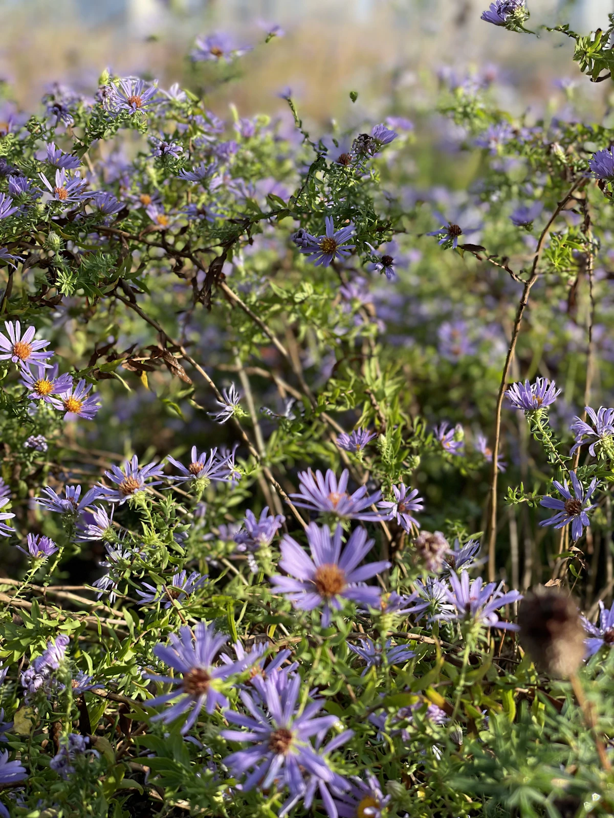Meadow Verge — native plant garden designed by Palo Verde Design in North Tustin, California