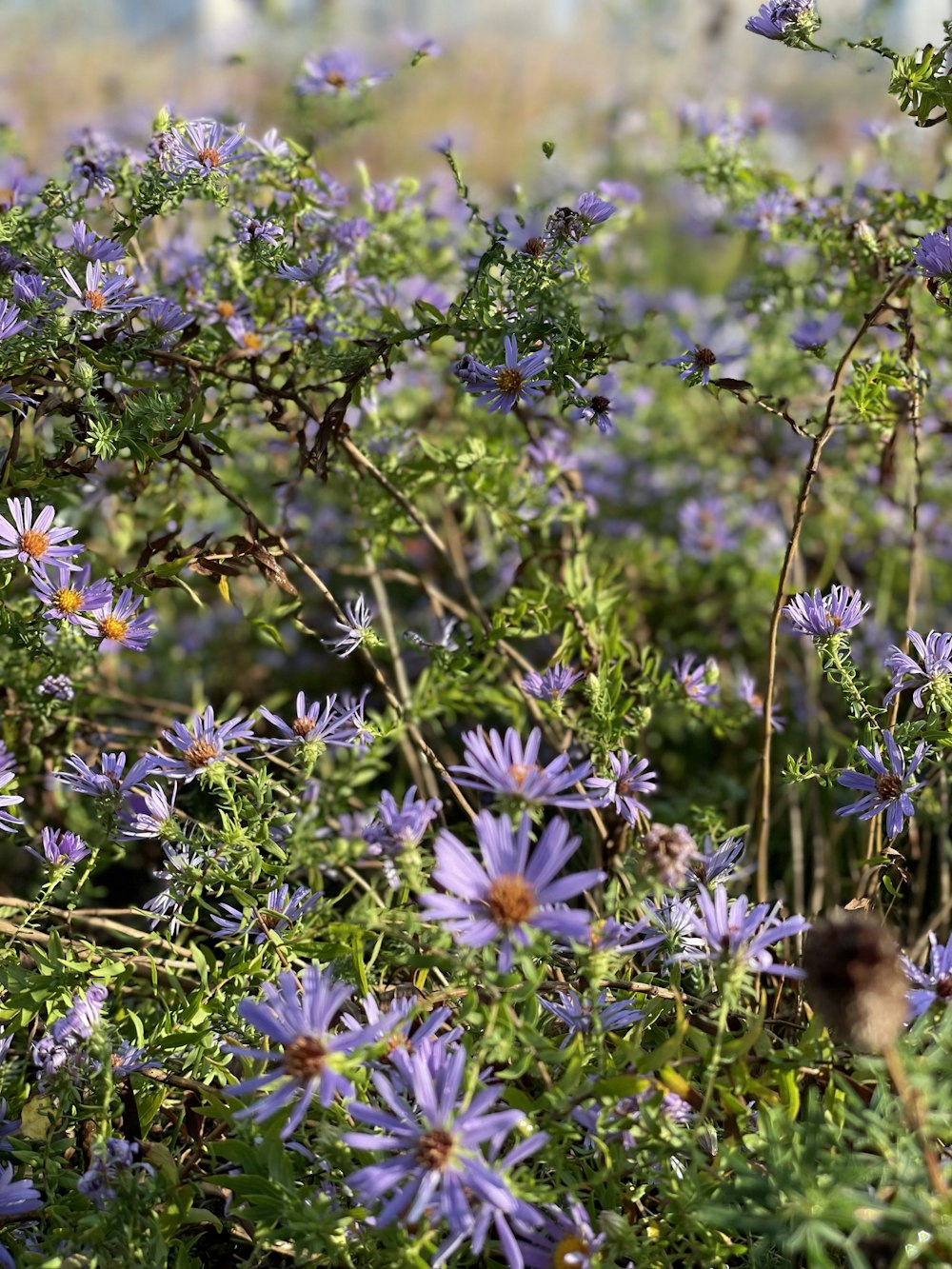 a bunch of purple flowers in a field