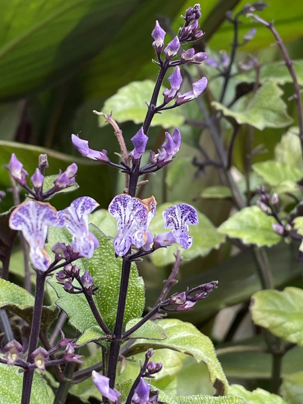 purple flowers with green leaves in the background
