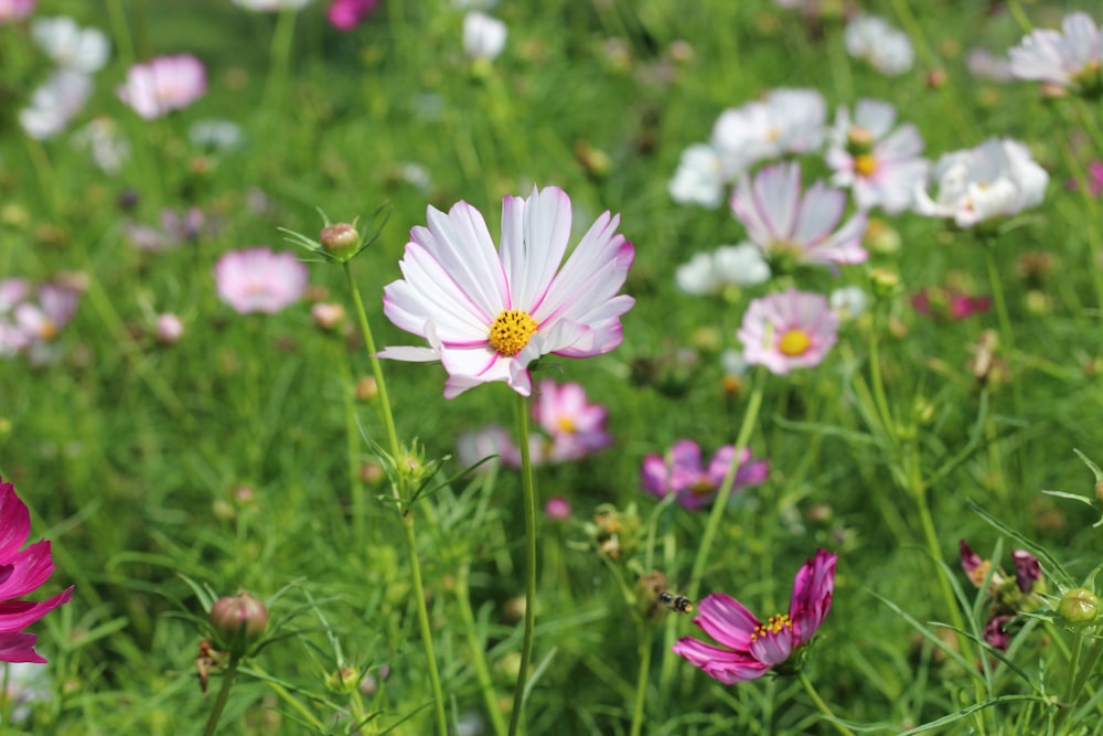 a field full of pink and white flowers