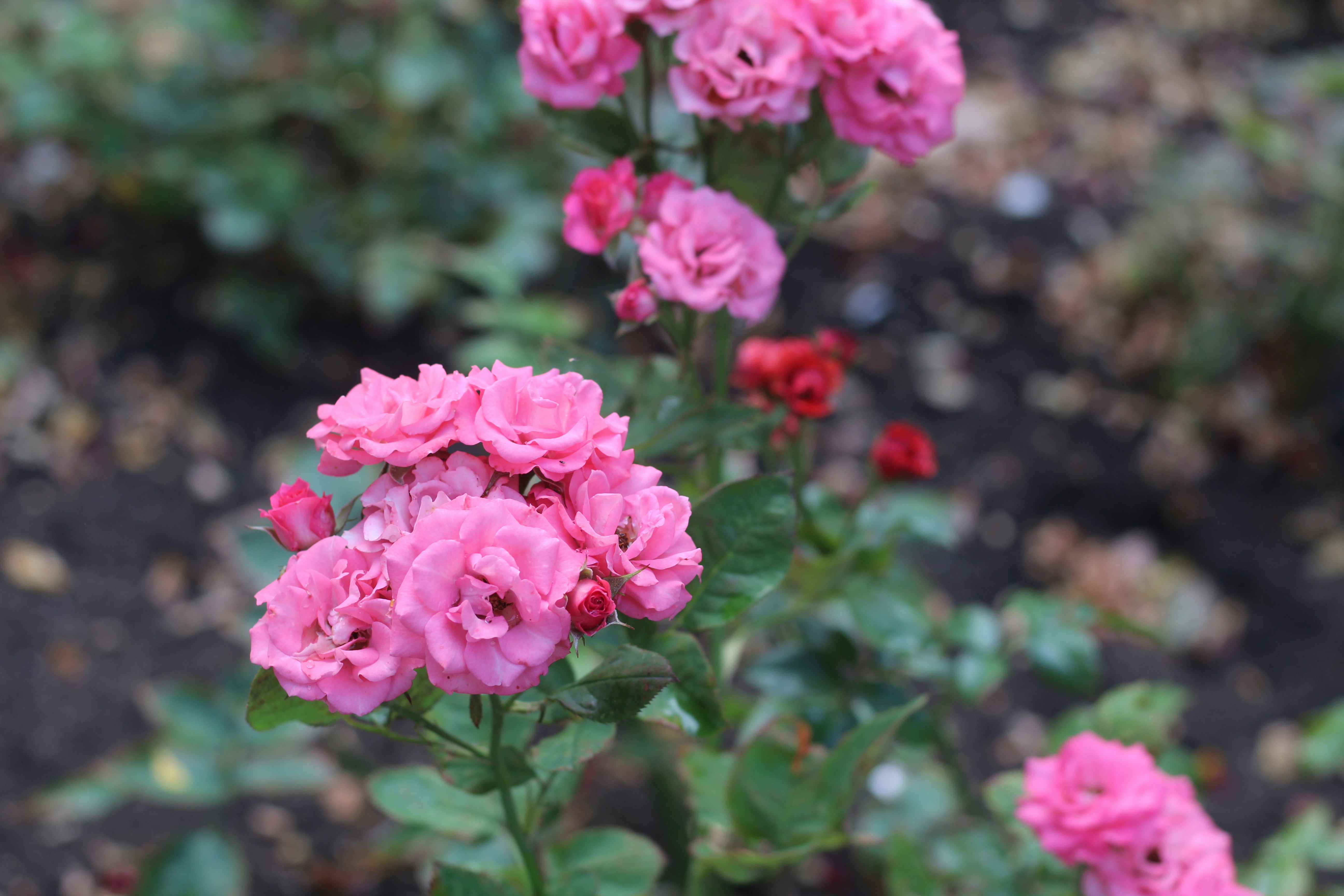 Photo by marina_yalanska