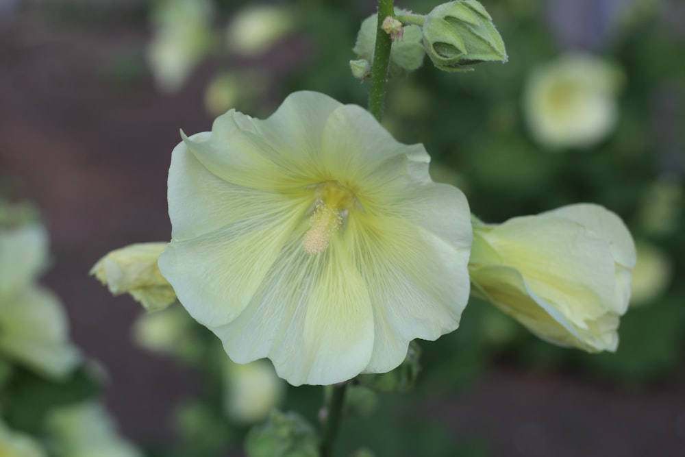 a close up of a flower with a blurry background