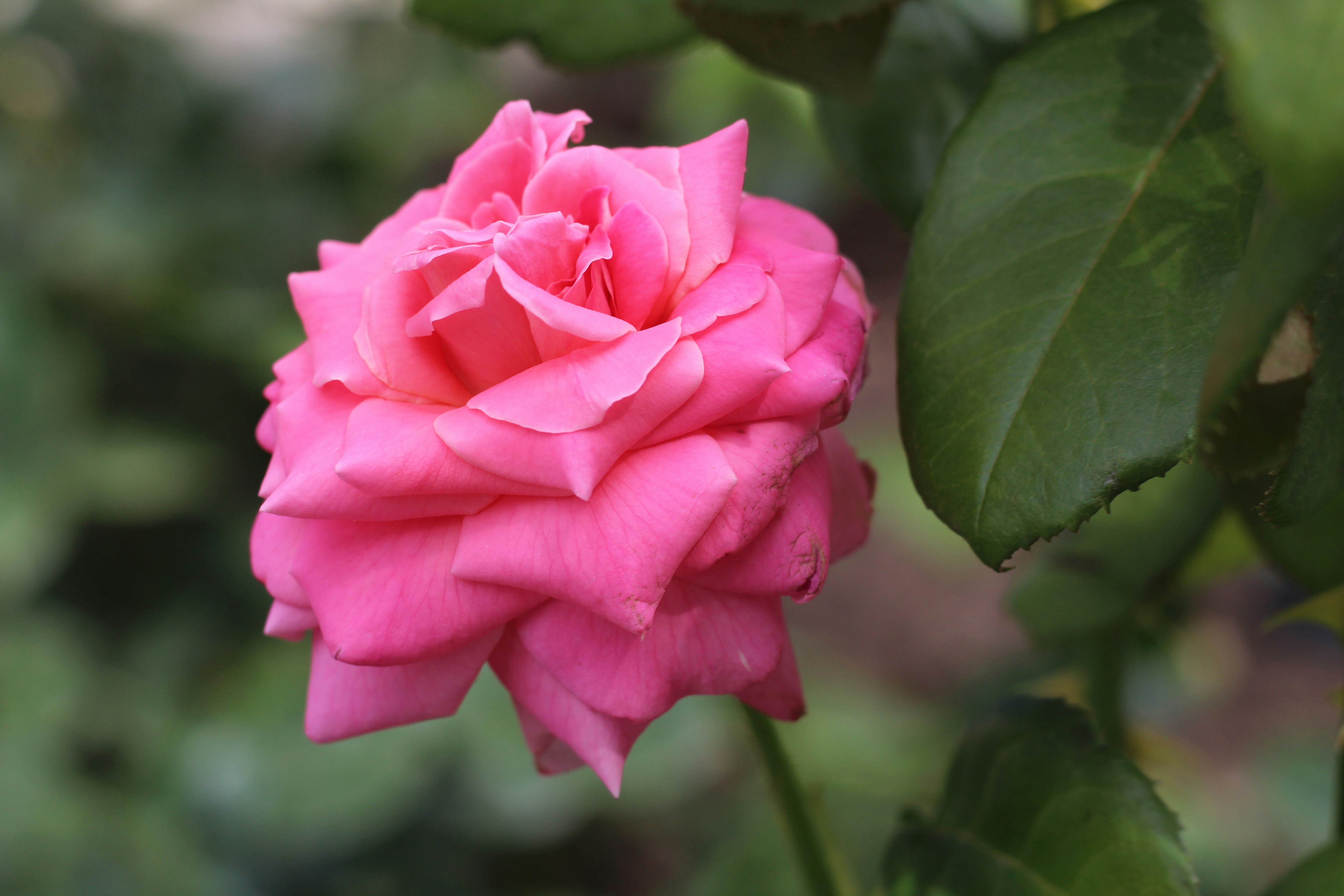 Photo by marina_yalanska