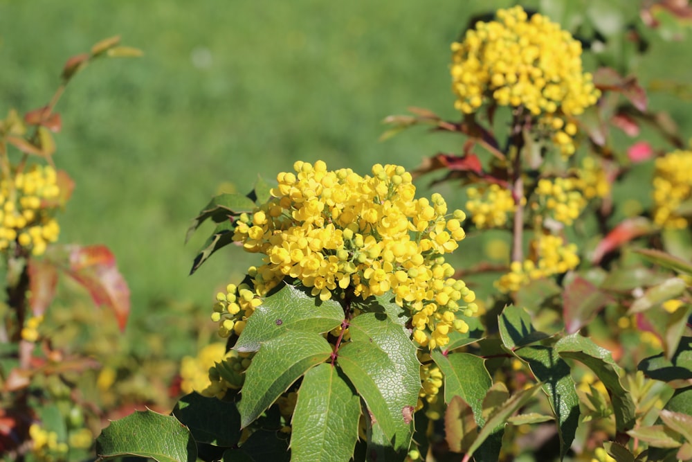 ein Strauch gelber Blüten mit grünen Blättern