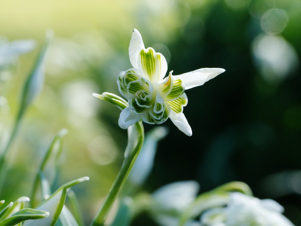 a close up of a flower with a blurry background