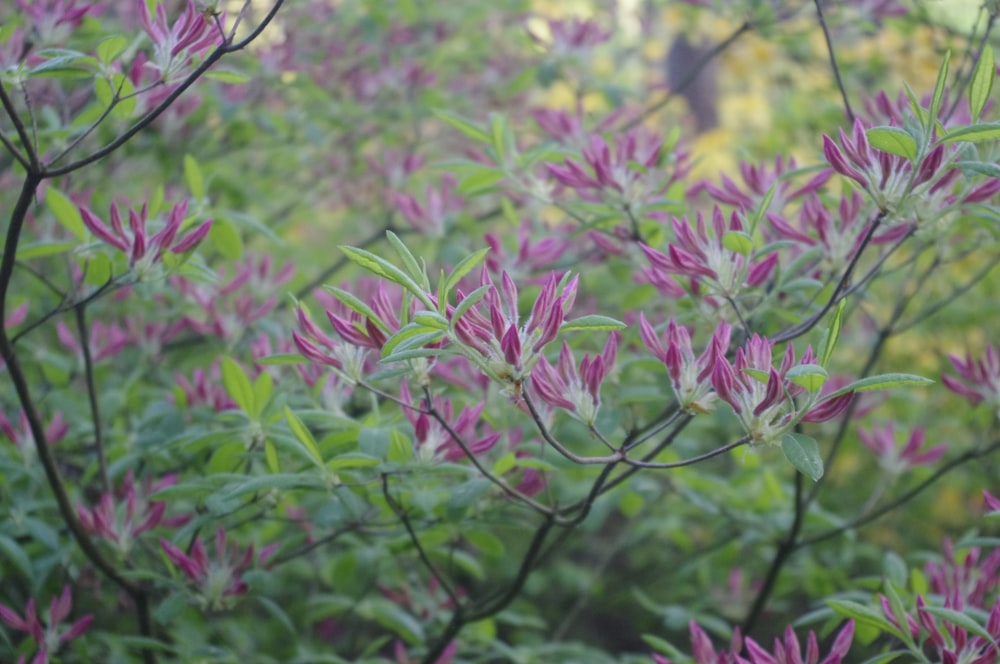 a close up of a bush with purple flowers