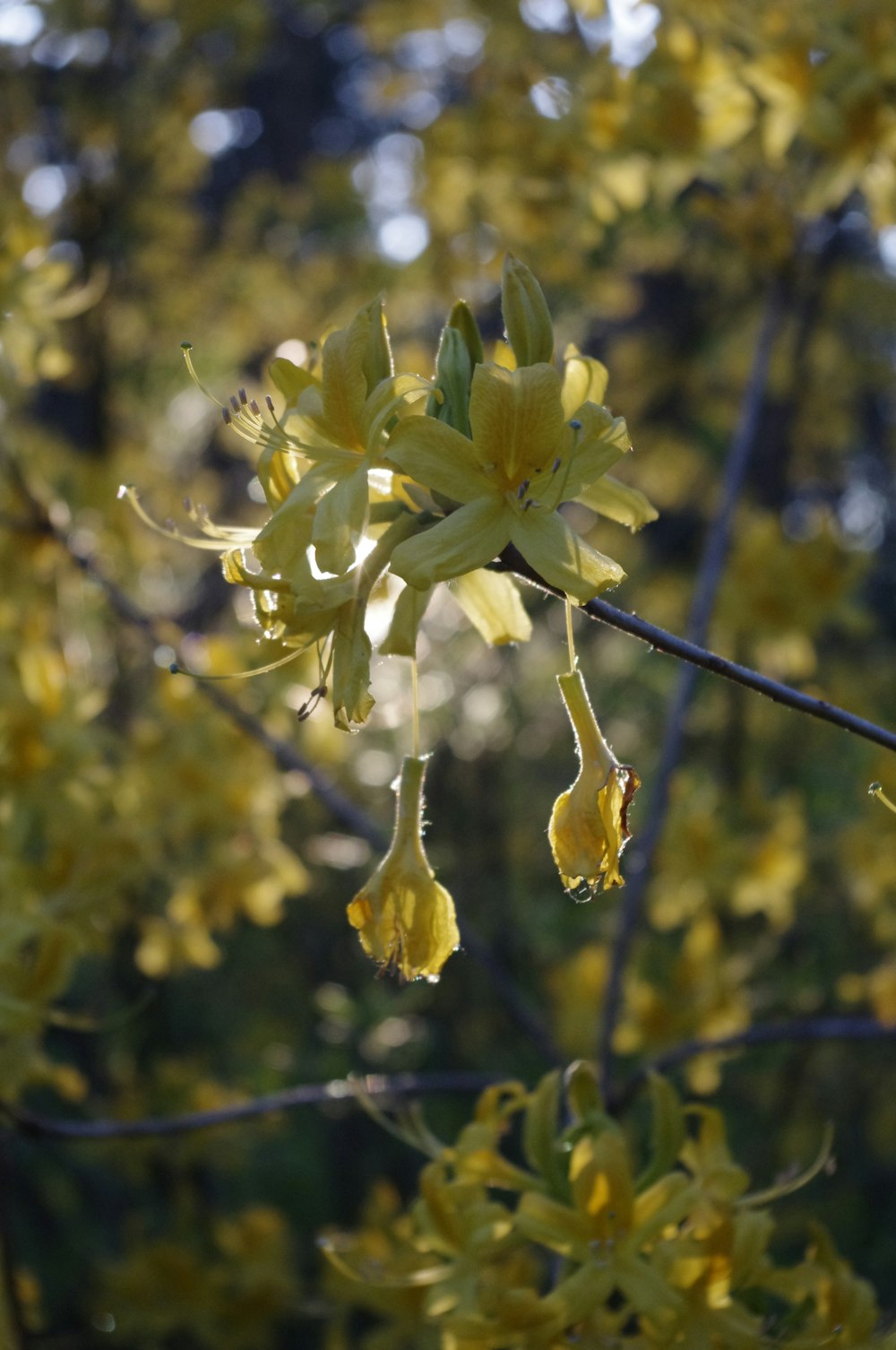 a close up of a tree with yellow flowers