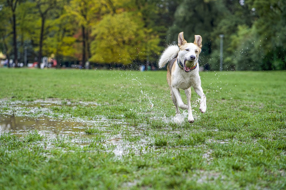 Un cane che corre attraverso una pozza d'acqua