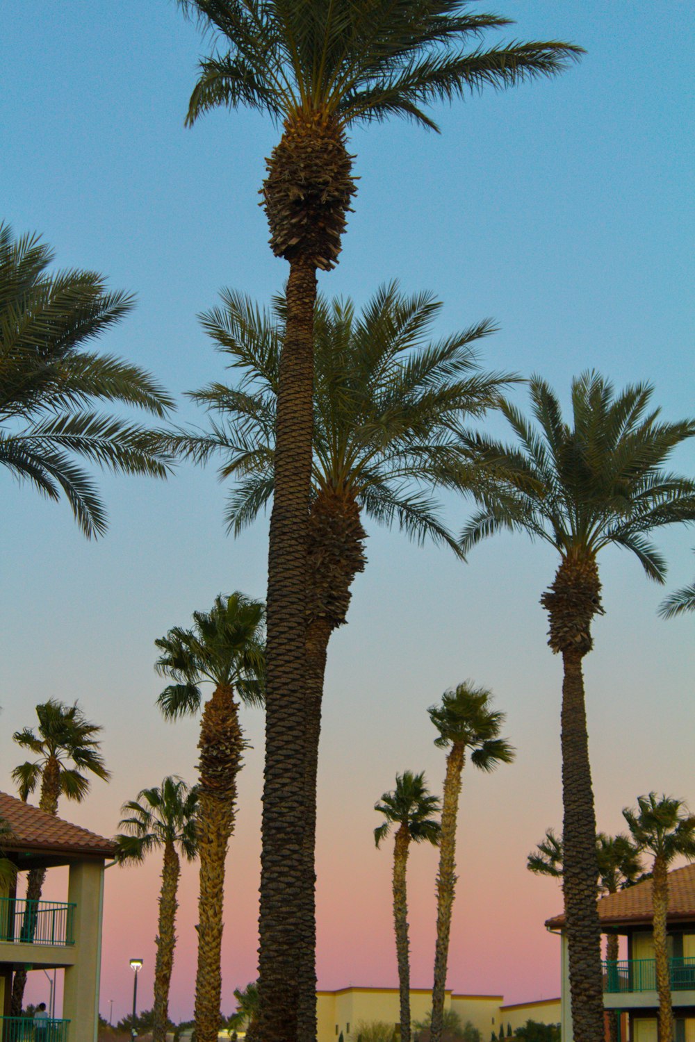 a row of palm trees in front of a building