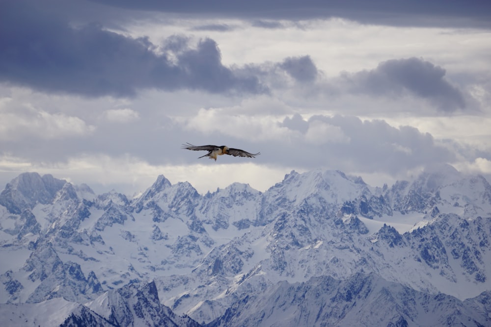 a large bird flying over a mountain range